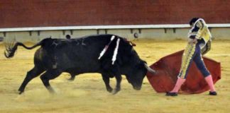Acometividad y nobleza de 'Comino' en Castellón. (FOTO: J.Porcar)