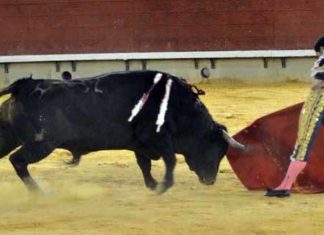 Acometividad y nobleza de 'Comino' en Castellón. (FOTO: J.Porcar)