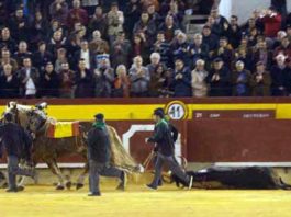 Un toro de Cuadri, vuelta al ruedo en Castellón Vuelta al ruedo a un toro de Cuadri hoy en Castellón.