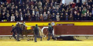 Vuelta al ruedo a un toro de Cuadri hoy en Castellón.