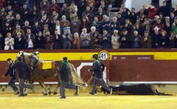 Vuelta al ruedo a un toro de Cuadri hoy en Castellón.