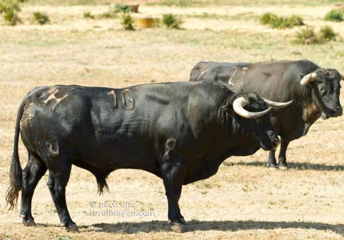 Ejemplares de la ganadería de Cuadri. (FOTO: Paco Díaz)