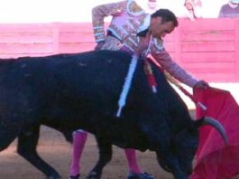 Éxito de los toros de Pereda en la plaza de Puertollano El Cid torea al quinto toro de Pereda, premiado con la vuelta al ruedo. (FOTO: joseluispereda.es)