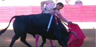 El Cid torea al quinto toro de Pereda, premiado con la vuelta al ruedo. (FOTO: joseluispereda.es)