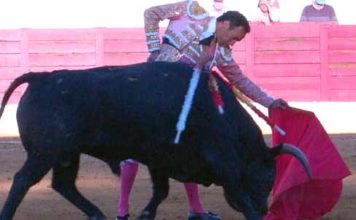 El Cid torea al quinto toro de Pereda, premiado con la vuelta al ruedo. (FOTO: joseluispereda.es)