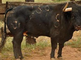 Un toro de José Luis Pereda.