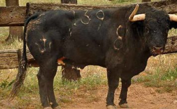 Un toro de José Luis Pereda.