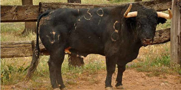 Un toro de José Luis Pereda.