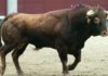 El tercer toro de Pereda lidiado esta tarde en Madrid, de preciosa lámina. (FOTO: las-ventas.com)