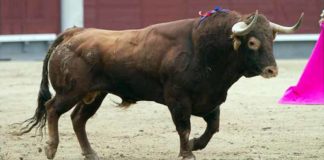 El tercer toro de Pereda lidiado esta tarde en Madrid, de preciosa lámina. (FOTO: las-ventas.com)