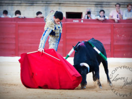 Triunfo onubense en la novillada de Espartinas Un derechazo de David de Miranda esta tarde-noche en Espartinas. (FOTO: lopezmatito.com)