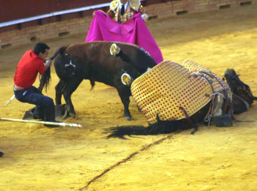 Al final el toro de Jandilla hirió en el cuello al caballo.