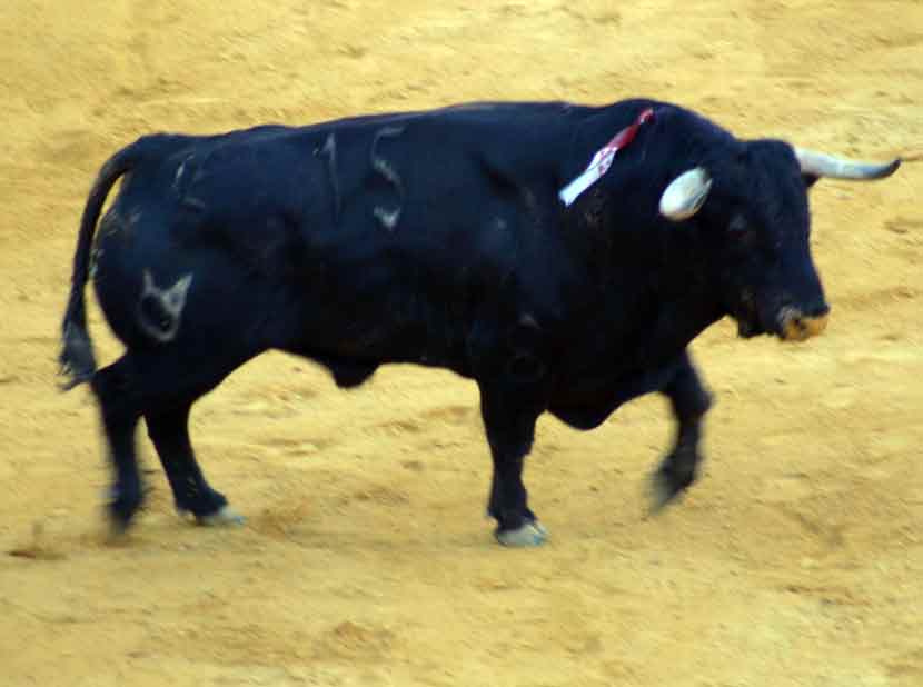 El sobrero tercero de Cuvillo.