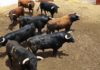 Los toros de Núñez del Cuvillo, en los corrales de Huelva. (FOTO: Vicente Medero)