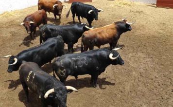 Apuesta por el triunfo Los toros de Núñez del Cuvillo, en los corrales de Huelva. (FOTO: Vicente Medero)