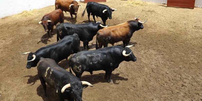 Los toros de Núñez del Cuvillo, en los corrales de Huelva. (FOTO: Vicente Medero)