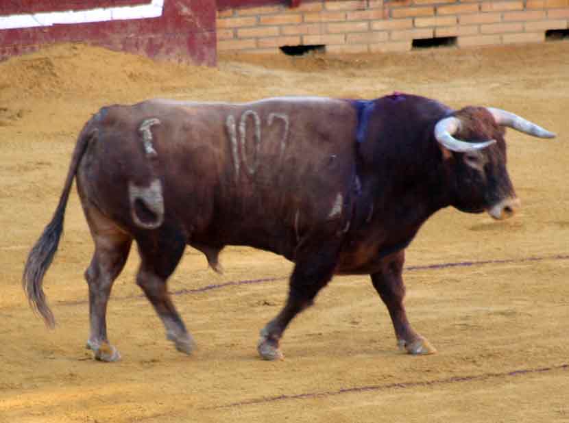 El primero de Núñez del Cuvillo.