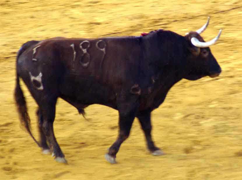 El quinto de Núñez del Cuvillo.