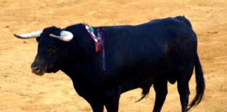 El toro de 440 kilos del escándalo en Colombinas.