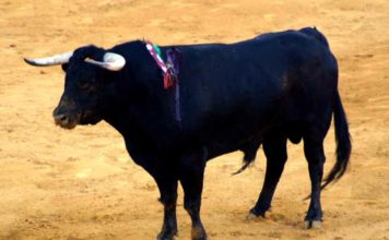 El toro de 440 kilos del escándalo en Colombinas.
