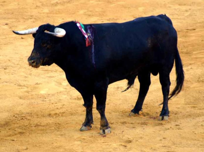 El toro de 440 kilos del escándalo en Colombinas.