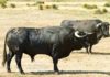 Toros de la ganadería de Cuadri. (FOTO: Paco Díaz)