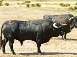 Los destinos de Cuadri para la próxima temporada Toros de la ganadería de Cuadri. (FOTO: Paco Díaz)