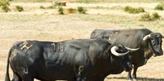 Toros de la ganadería de Cuadri. (FOTO: Paco Díaz)