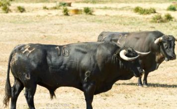 Toros de la ganadería de Cuadri. (FOTO: Paco Díaz)