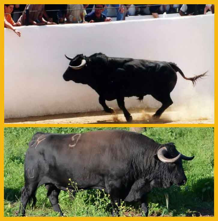 Arriba, el toro 'Revisor' de Cuadri en su manifiesto en la plaza de Valverde en el verano de 2002. Abajo, el toro indultado viviendo placenteramente como semental en la finca de Cuadri. (FOTOS: celestinocuadri.com)