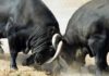 Dos toros de la ganadería onubense de Cuadri. (FOTO: Paco Díaz)