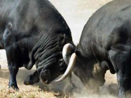 El ‘Aula Joven’ de La Merced visitará la ganadería de Cuadri Dos toros de la ganadería onubense de Cuadri. (FOTO: Paco Díaz)