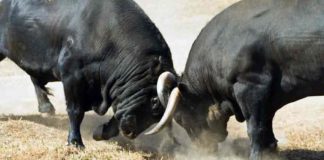 Dos toros de la ganadería onubense de Cuadri. (FOTO: Paco Díaz)