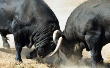 Dos toros de la ganadería onubense de Cuadri. (FOTO: Paco Díaz)