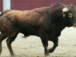 Un serio toro de la ganadería de José Luis Pereda.