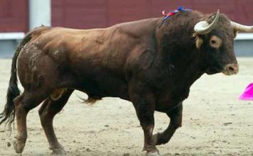 Un serio toro de la ganadería de José Luis Pereda.