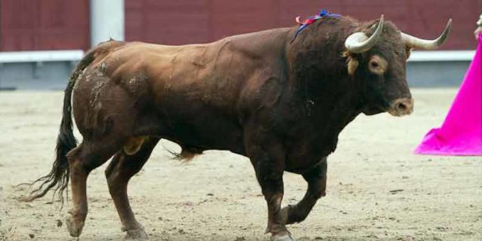 Un serio toro de la ganadería de José Luis Pereda.