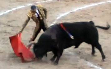 David Luguillano con el buen quinto, al que le cortó las dos orejas. (IMAGEN: mundotoro.com)
