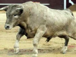 Uno de los novillos onubenses de Prieto de la Cal lidiados en Valdemorillo. (FOTO: Julián López)