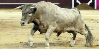 Uno de los novillos onubenses de Prieto de la Cal lidiados en Valdemorillo. (FOTO: Julián López)
