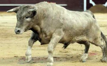 Uno de los novillos onubenses de Prieto de la Cal lidiados en Valdemorillo. (FOTO: Julián López)
