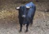 El toro de Cuadri, en los corrales de Zaragoza antes del festejo.