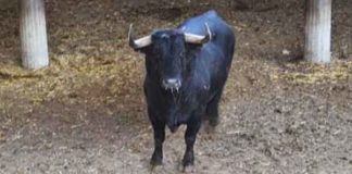 El toro de Cuadri, en los corrales de Zaragoza antes del festejo.