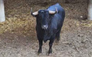 El toro de Cuadri, en los corrales de Zaragoza antes del festejo.