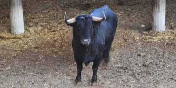 El toro de Cuadri, en los corrales de Zaragoza antes del festejo.