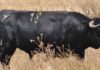 El toro 'Trastero', de Cuadri, antes de ser lidiado en Valencia en el mes de julio. (FOTO: Arizmendi)