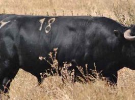 El toro 'Trastero', de Cuadri, antes de ser lidiado en Valencia en el mes de julio. (FOTO: Arizmendi)