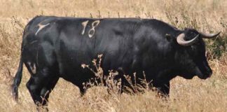 El toro 'Trastero', de Cuadri, antes de ser lidiado en Valencia en el mes de julio. (FOTO: Arizmendi)