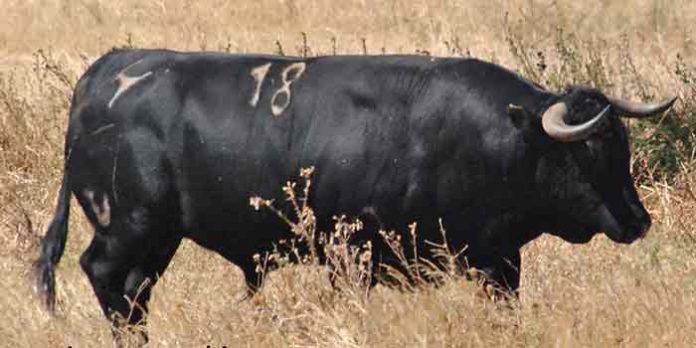 El toro 'Trastero', de Cuadri, antes de ser lidiado en Valencia en el mes de julio. (FOTO: Arizmendi)