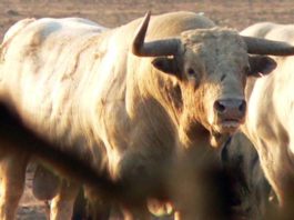 Un toro del hierro onubense de Prieto de la Cal.